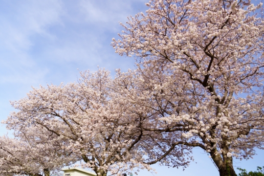 桜の木の下で眠りたいのイメージ画像